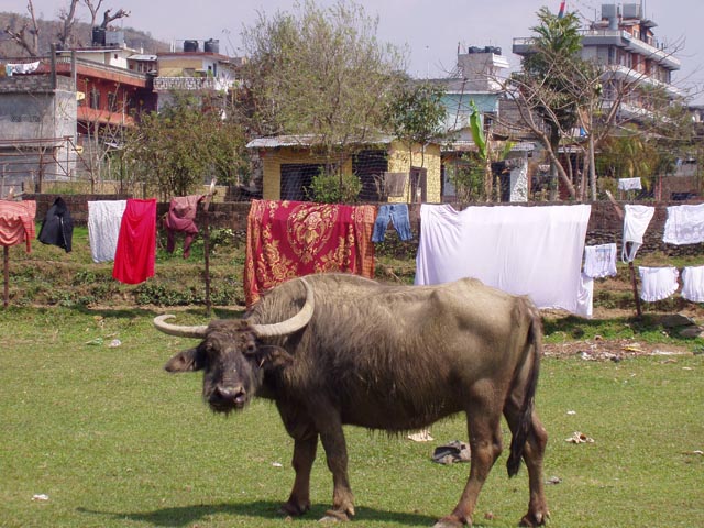 dapokharaP1010148 (16)